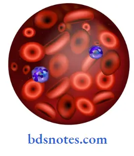 Blood neutrophil
