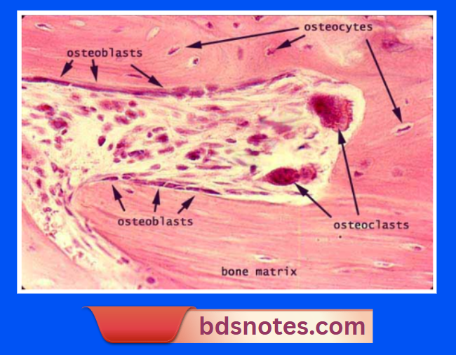 Bone Histology Osteoblasts And Osteoclasts