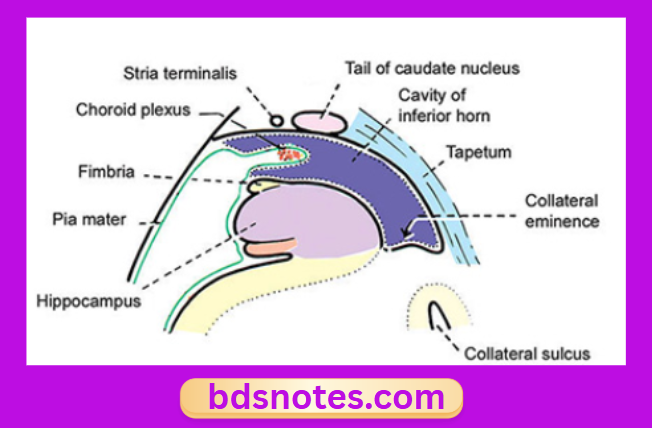 Boundaries Of The Inferior Horn Of The Lateral Ventricle