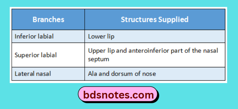 Branches Of Facial Artery