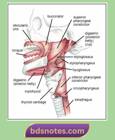 Buccinator Muscle Pharynx Relation