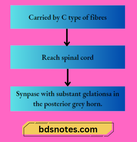 C Type Fibers Spinal Cord