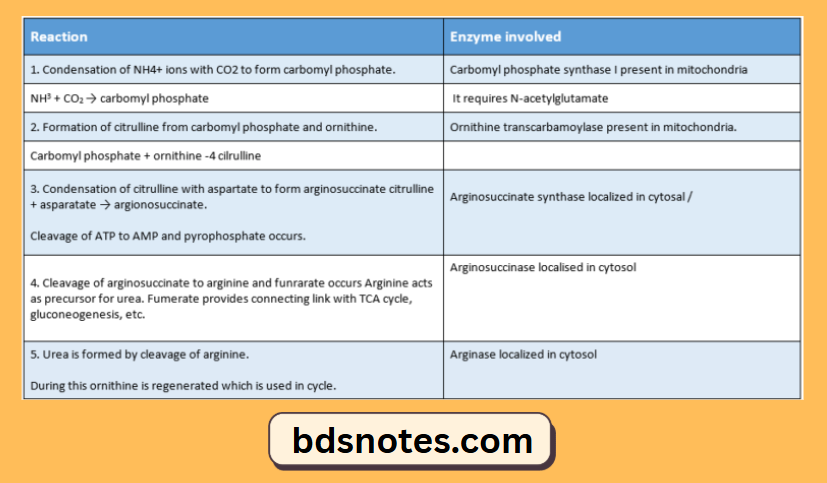 Carbamoyl Phosphate Synthase Reaction
