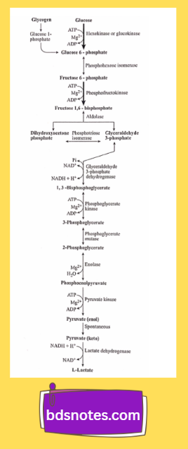 Carbohydrate Metabolism Glycolysis