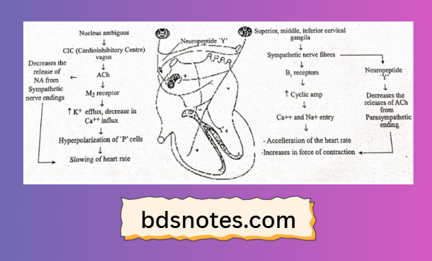 Cardiac Innervation Mechanism