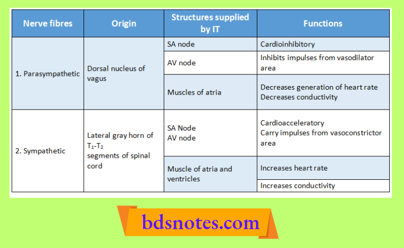 Cardiac Nerve Fibers Functions