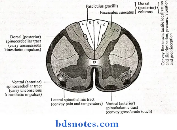 Central Nervous System Question And Answers - BDS Notes