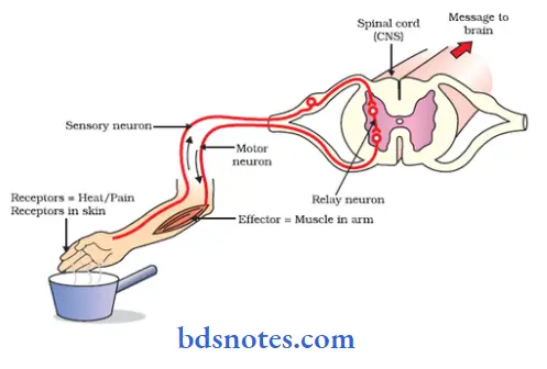 Central Nervous System reflex arc
