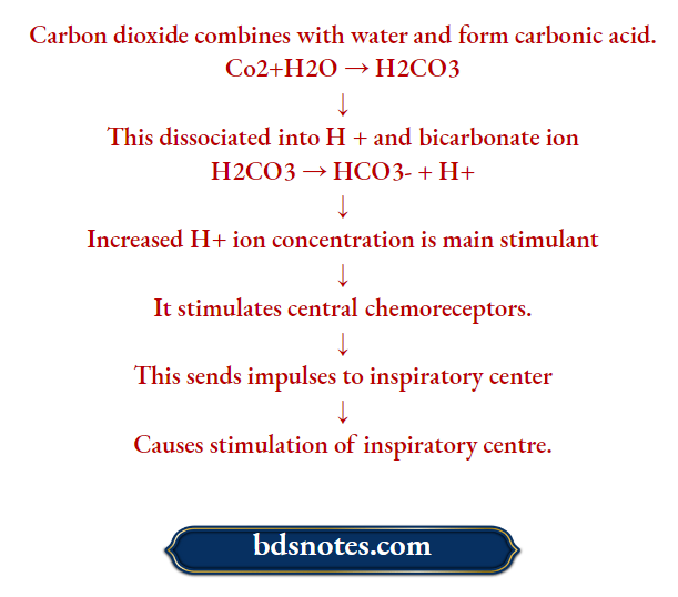 Central chemoreceptors Mechanism