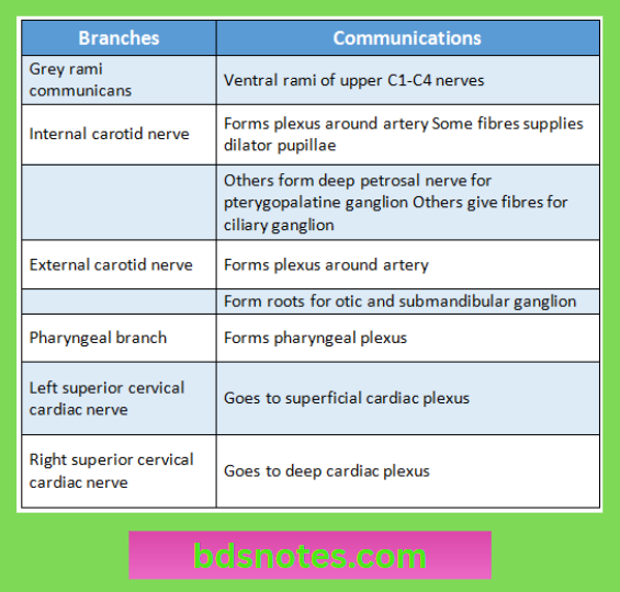 Cervical Ganglion Communications Illustration
