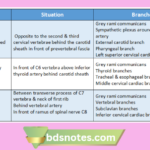 Cervical Sympathetic Chain Ganglia Diagram