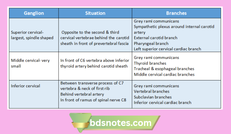 Cervical Sympathetic Chain Ganglia Diagram