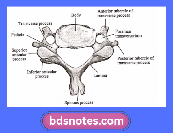 Cervical Vertebra Superior View