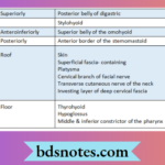 Cervical_Region_Anatomy_Diagram