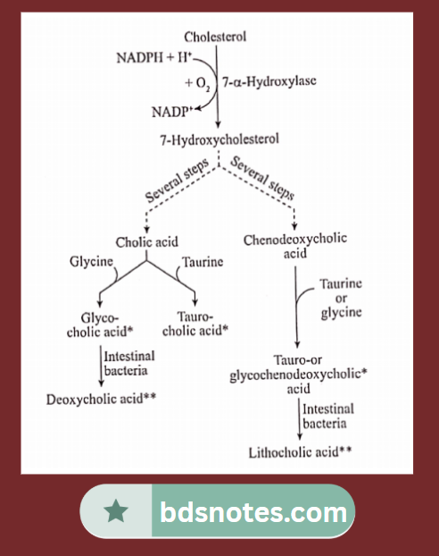 Cholic And Chenodeoxycholic Acid Synthesis