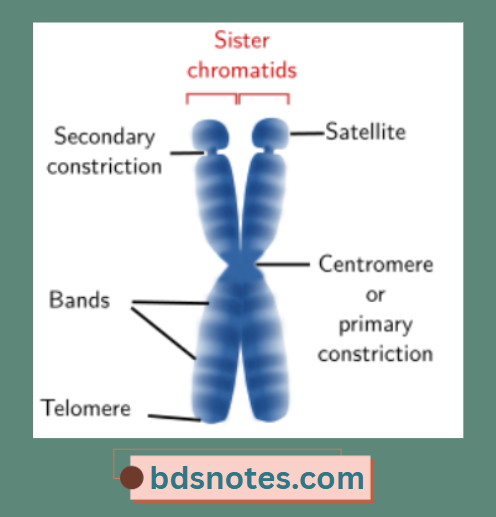 Chromosome Components