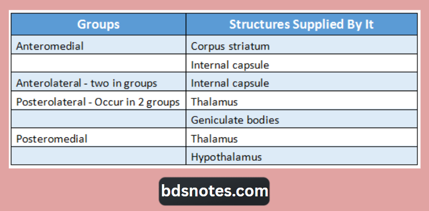 Circle Of Willis Structures Supplied Diagram