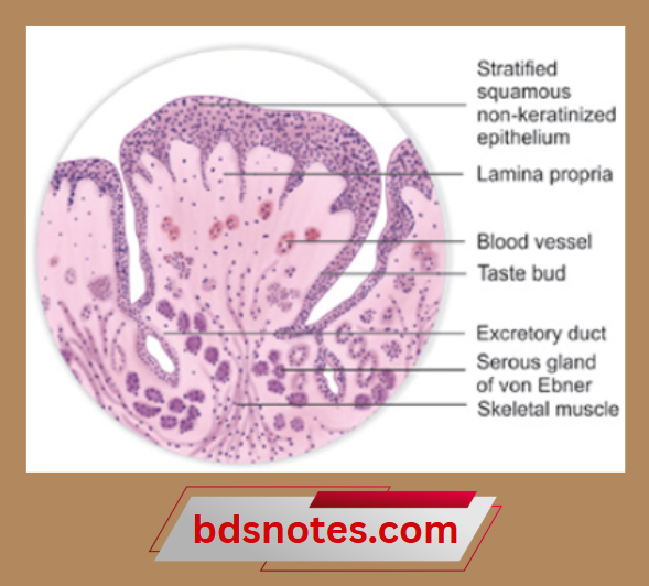 Circumvallate Papillae Histology