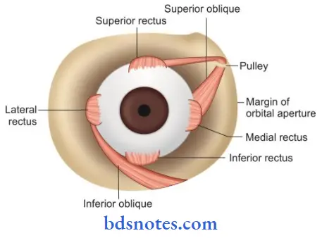 Contents-Of-The-Orbit-scheme-to-show-the-insertion-of-the-oblique-muscles-of-the-eyeball