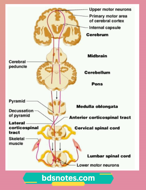 Corticospinal Tract Pathway