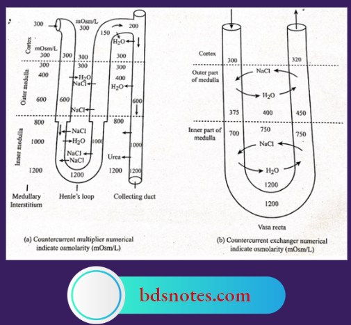 Counter Current Mechanism