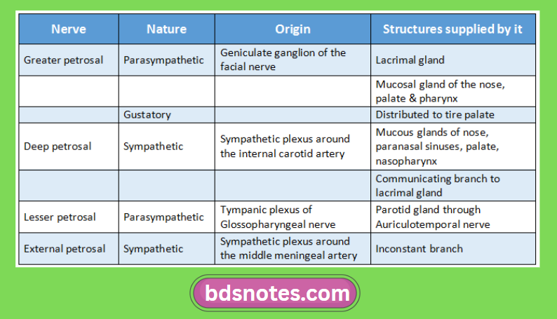 Cranial Cavity Petrosal Nerves Diagram