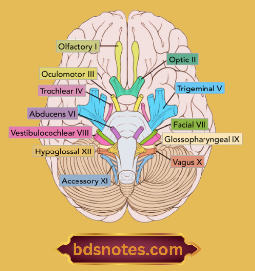 Cranial Nerves And Their Attachments