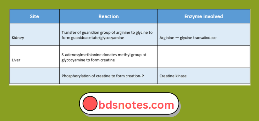 Creatine Kinase Phosphorylation