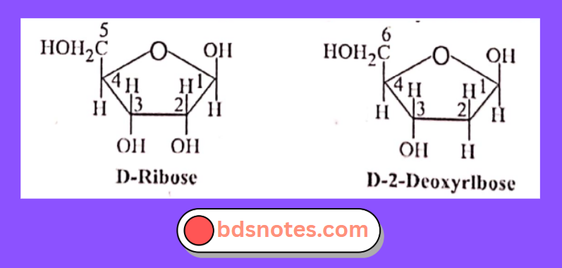 Cytosine Ribose Deoxyribose Diagram