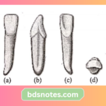 Deciduous Lower Central Incisor Lingual View