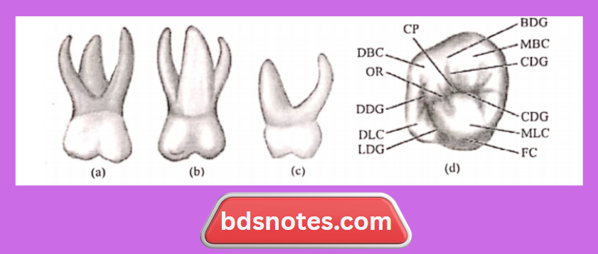 Deciduous Upper Second Molar Occlusal Features