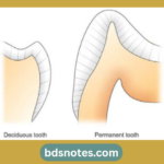 Deciduous Vs. Permanent Tooth Enamel
