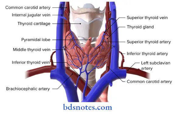 Deep Structures In The Neck arterial supply of thyroid gland