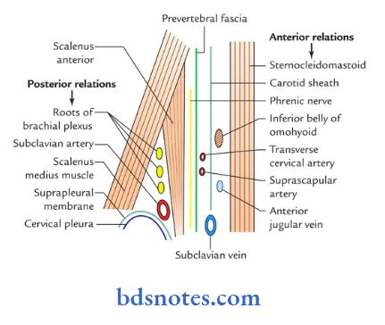 Deep Structures In The Neck schematic sagittal section through the scalenus anterior to show its relations
