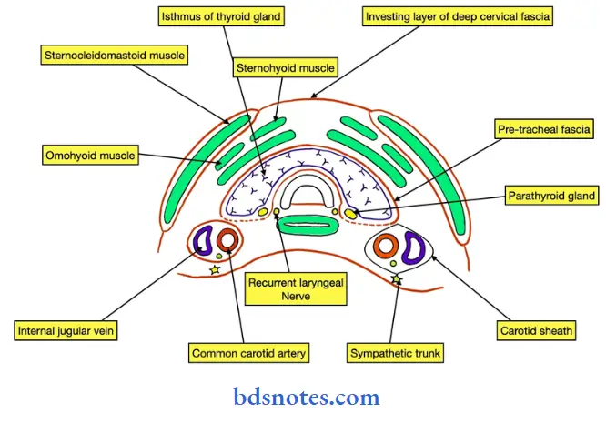 Deep Structures In The Neck thyroid gland and its relations