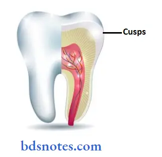 Dental Anatomy CUSP