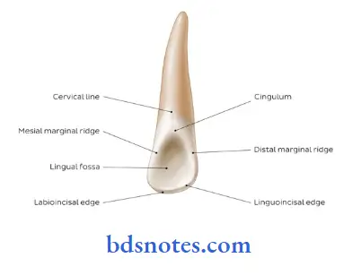 Dental Anatomy fossa