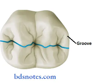 Dental Anatomy groove