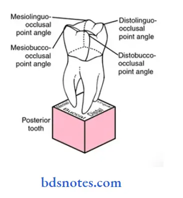 Dental Anatomy point angle