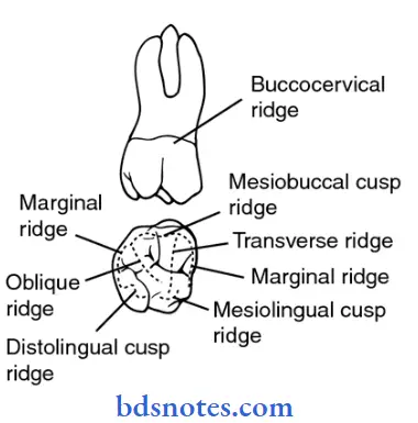 Dental Anatomy ridge