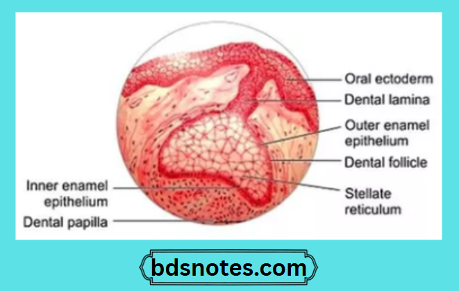 Dental Cap Stage Development