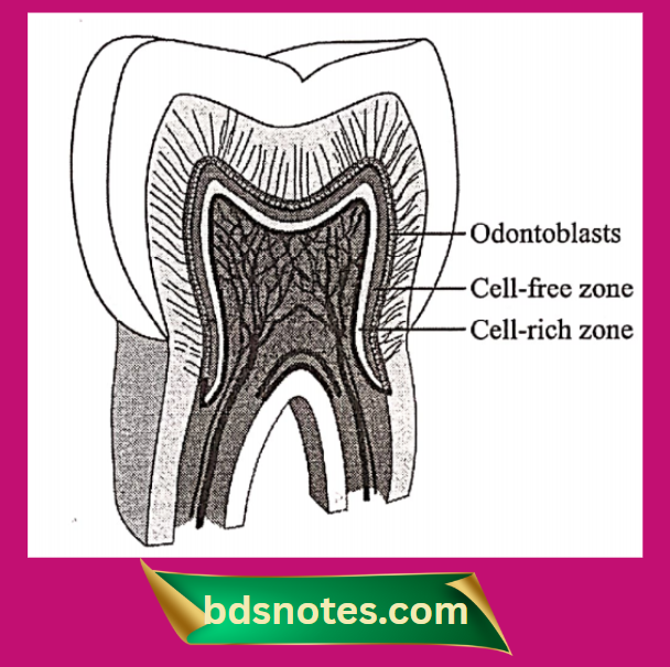 Dental Pulp Histology Layers