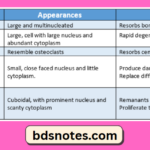 Dental Resorptive Cells Functions