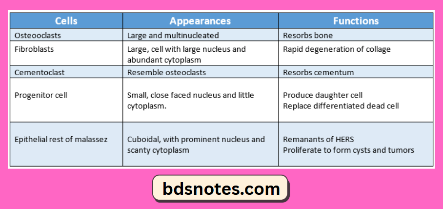 Dental Resorptive Cells Functions