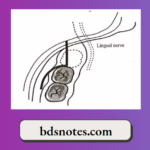 Dento Osseous Lingual Nerve Structure