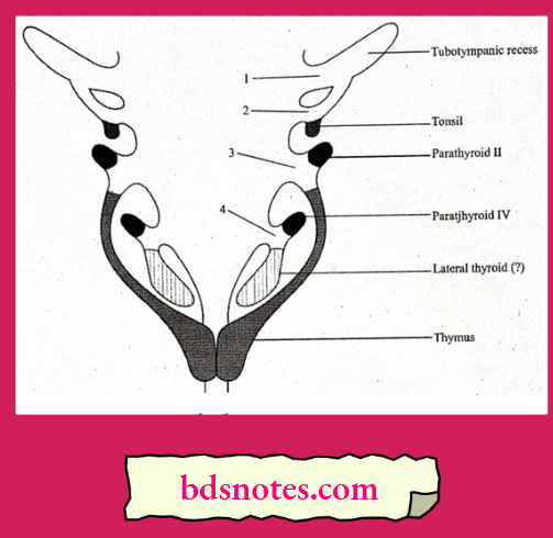 Derivatives Of Pharyngeal Pouches