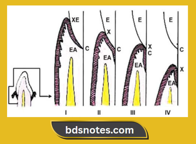 Development Of Dentogingival Junction