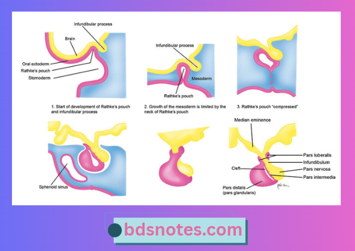 Development Of The Pituitary Gland