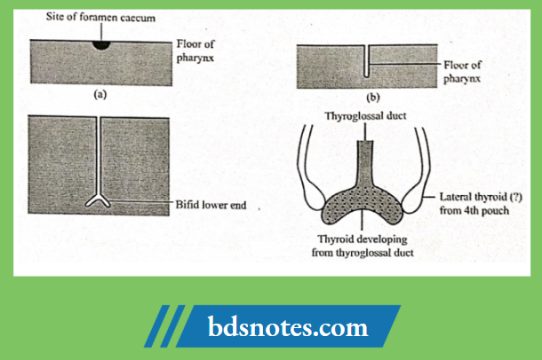 Development Of The Thyroid Gland And Thyroglossal Duct