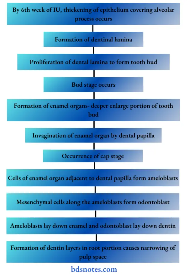 Development of deciduous tooth